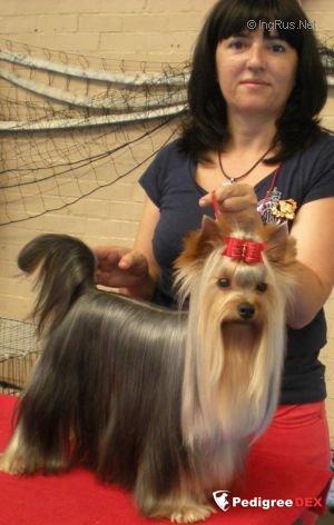  AL ANDALUS DEL VALLE ENCANTADO — Labaza DogPedigree YorkshireTerrier
